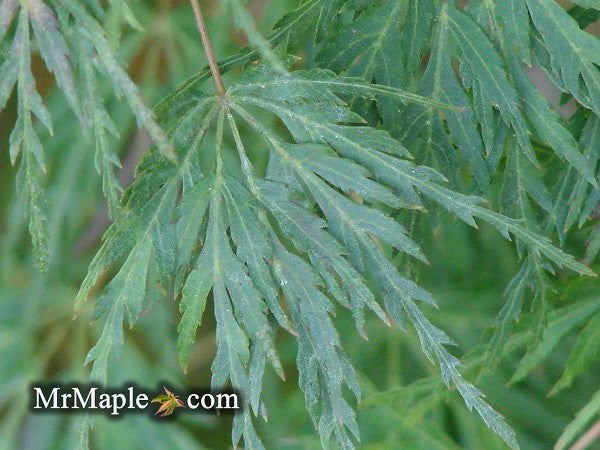 Buy Acer palmatum dissectum Japanese Maples - Mr Maple │ Buy Japanese Maple Trees