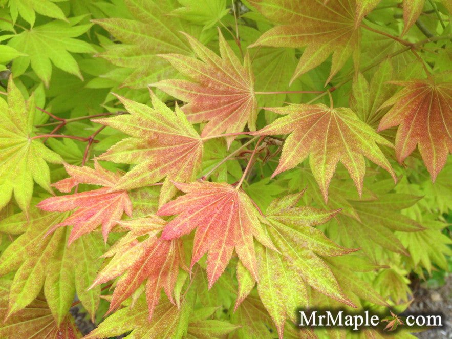 Buy Acer shirasawanum Full Moon Japanese Maple - Mr Maple │ Buy Japanese Maple Trees