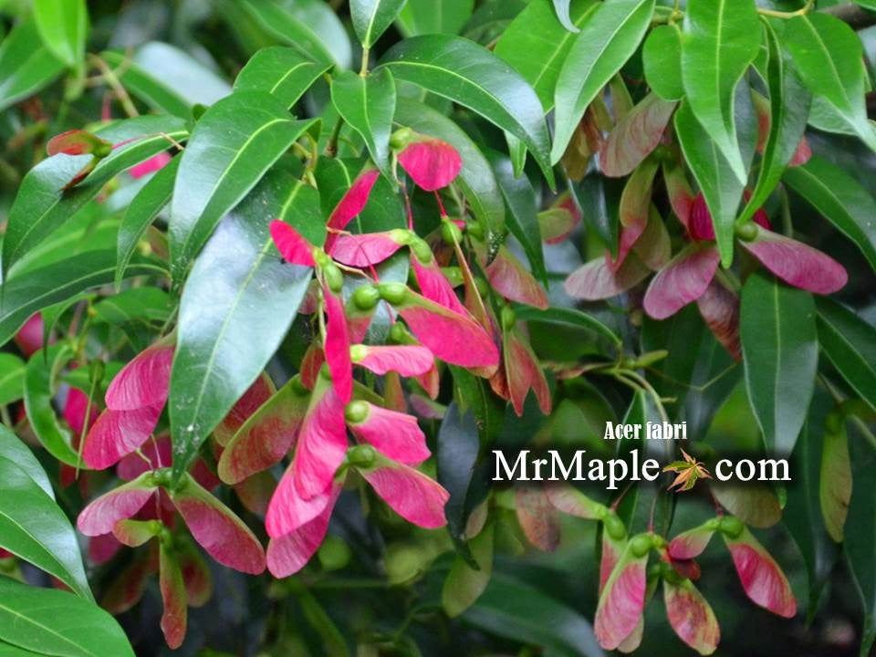 Buy Chinese Maples - Mr Maple │ Buy Japanese Maple Trees
