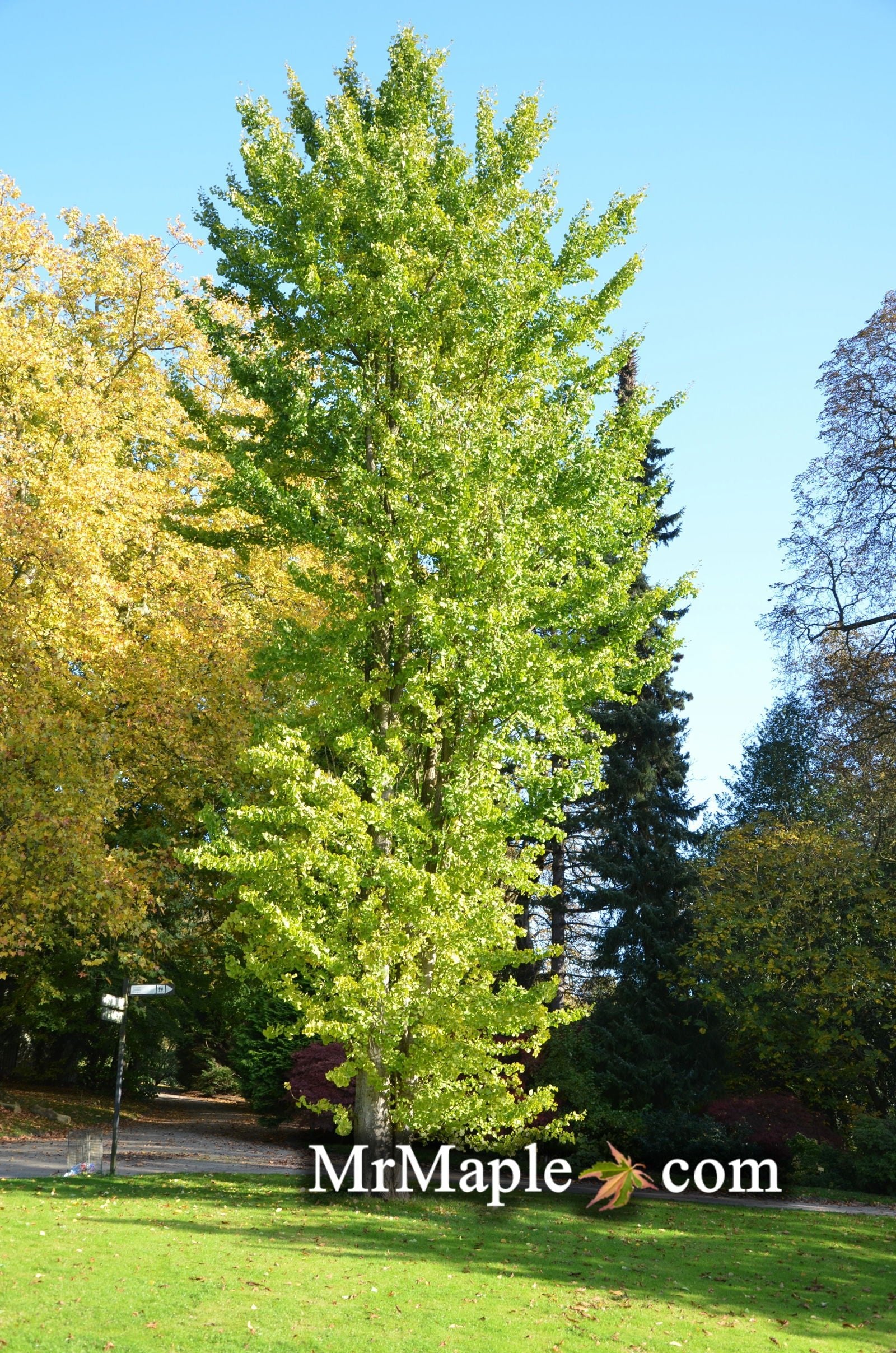 Buy Columnar Male Ginkgo Trees - Mr Maple │ Buy Japanese Maple Trees
