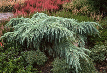 Buy Conifers - Mr Maple │ Buy Japanese Maple Trees