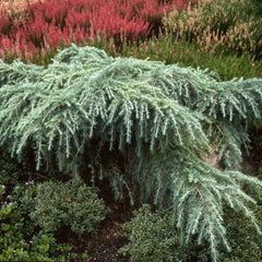 Conifers
