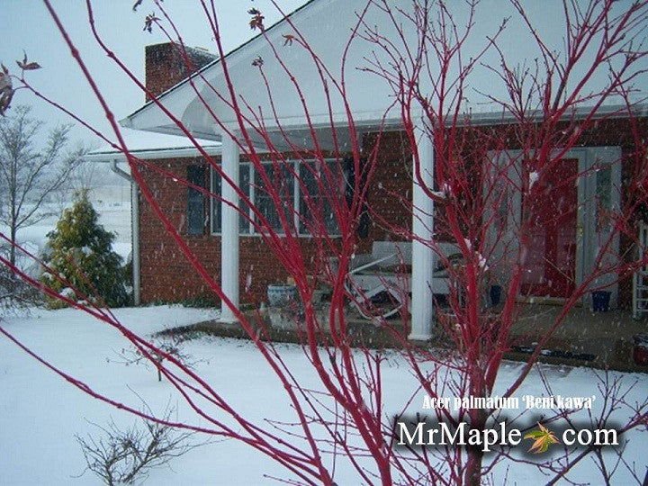 Buy Coral Bark Japanese Maples - Mr Maple │ Buy Japanese Maple Trees