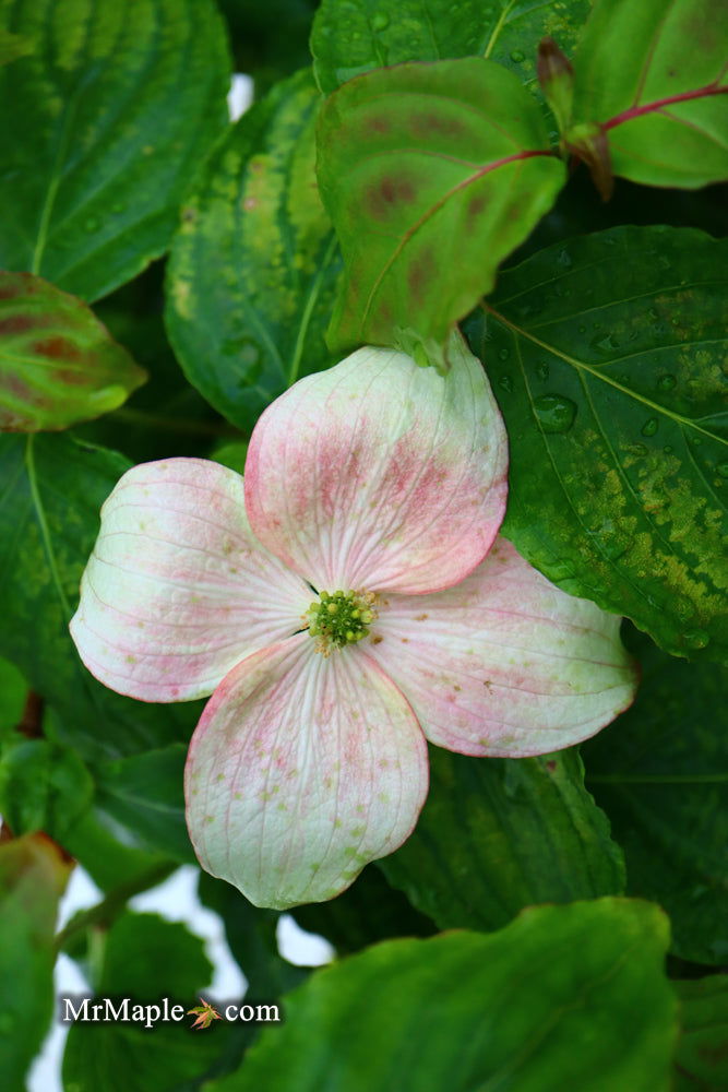 Buy Dogwoods - Mr Maple │ Buy Japanese Maple Trees