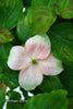 Buy Dogwoods - Mr Maple │ Buy Japanese Maple Trees