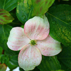 Dogwood Trees