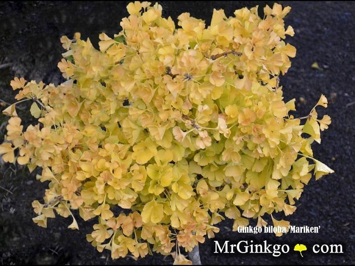 Buy Dwarf Ginkgo Trees - Mr Maple │ Buy Japanese Maple Trees
