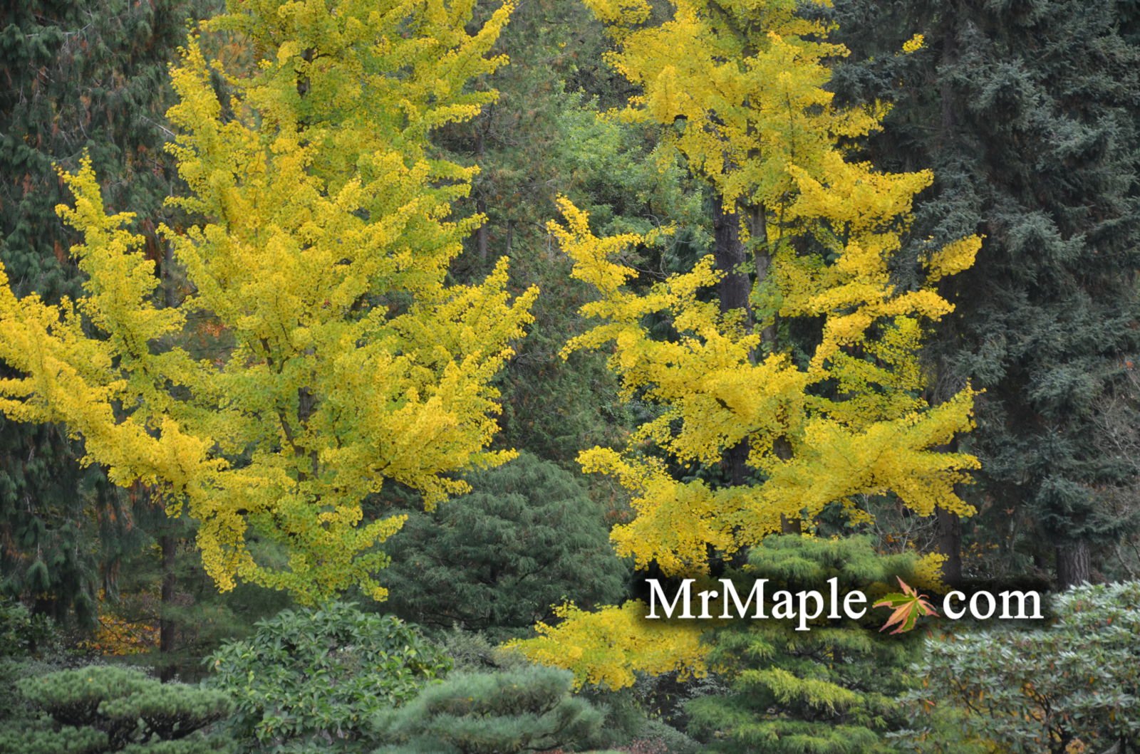Buy Fruiting Female Ginkgo Trees - Mr Maple │ Buy Japanese Maple Trees