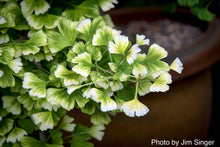 Buy Ginkgos - Mr Maple │ Buy Japanese Maple Trees