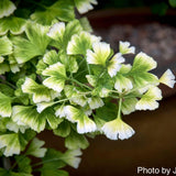 Ginkgo Trees
