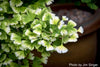 Buy Ginkgos - Mr Maple │ Buy Japanese Maple Trees
