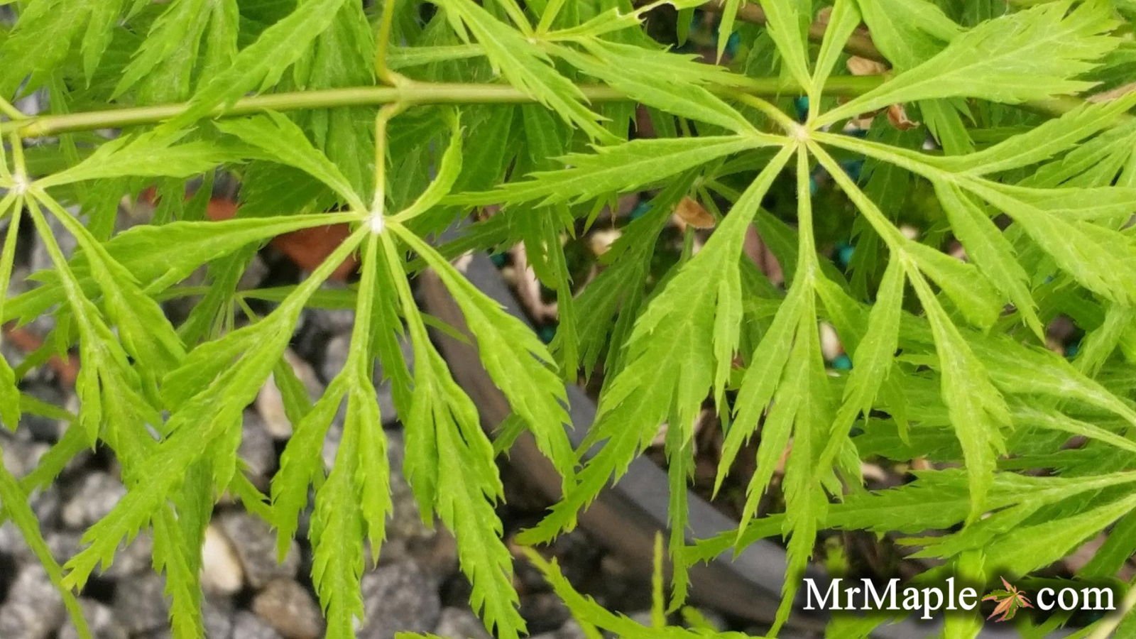 Buy Green Laceleaf Japanese Maple - Mr Maple │ Buy Japanese Maple Trees