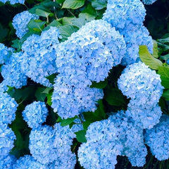 Hydrangeas