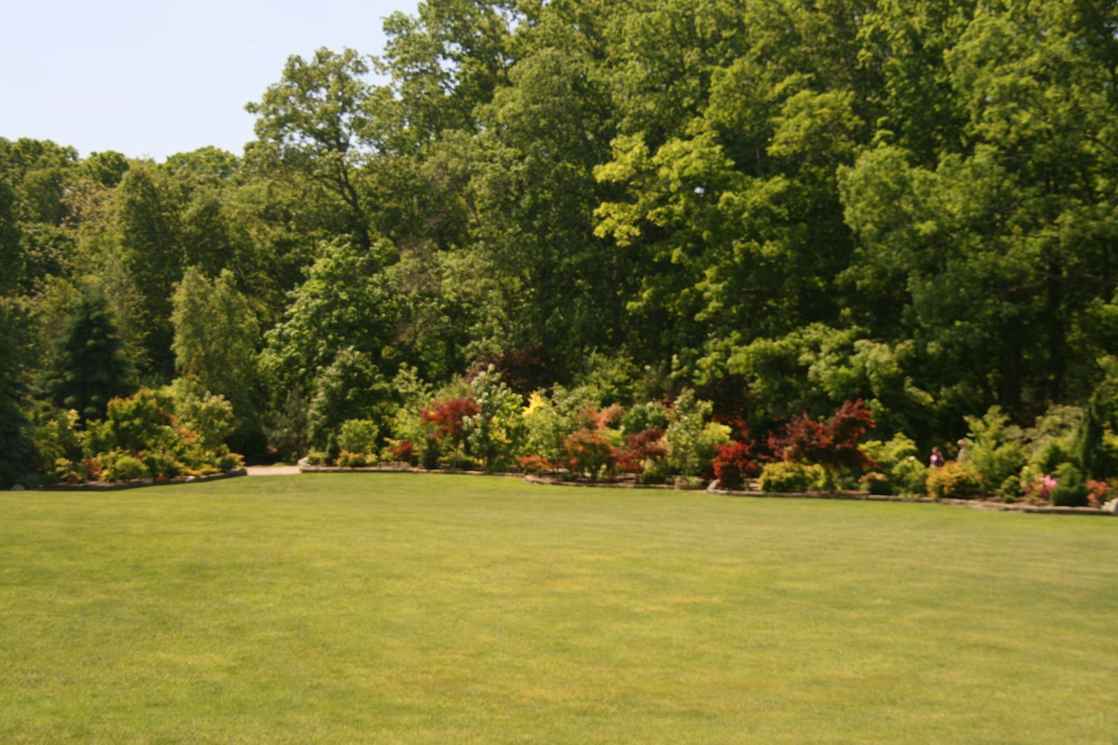 Buy Japanese Maple For Background Planting - Mr Maple │ Buy Japanese Maple Trees