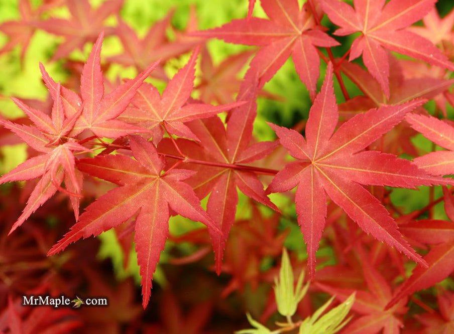 Easy Maple Tree Easy Shop v2 — Mr Maple │ Buy Japanese Maple Trees