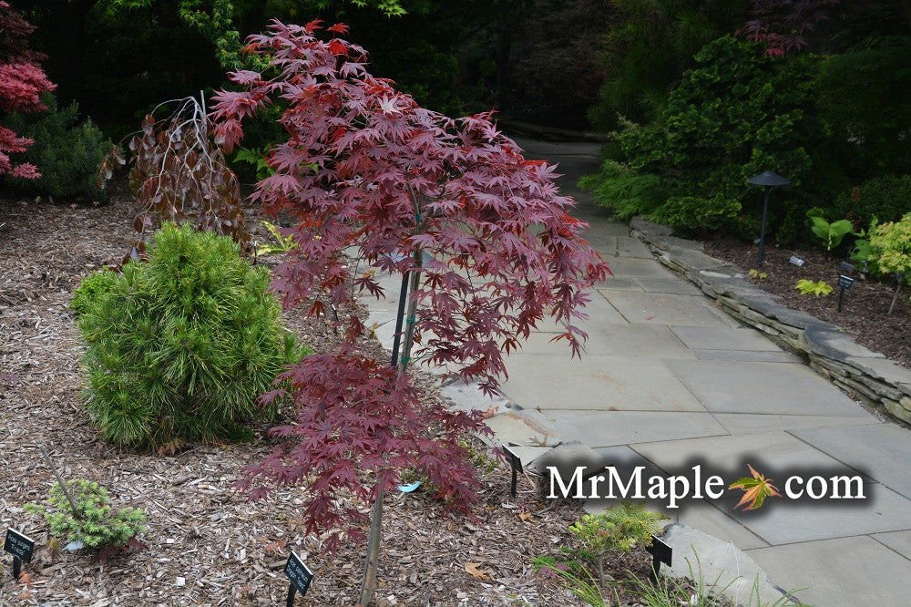 Buy Japanese Maples For Focal Point Planting - Mr Maple │ Buy Japanese Maple Trees