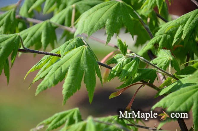 Buy Japanese Maples For Full Sun In Zone 4 - Mr Maple │ Buy Japanese Maple Trees