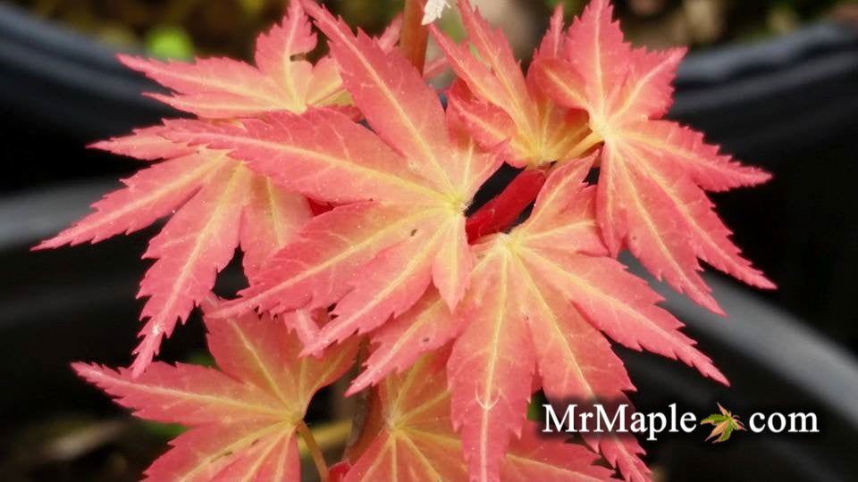 Buy Japanese Maples For Full Sun in Zone 6 - Mr Maple │ Buy Japanese Maple Trees