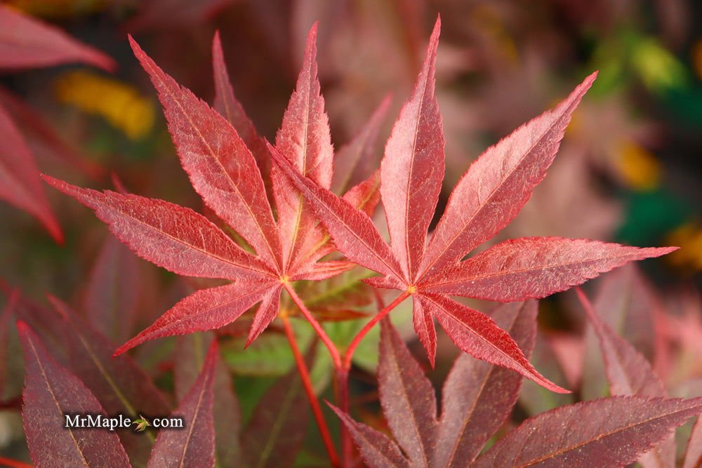 Buy Large Japanese Maple Trees - Mr Maple │ Buy Japanese Maple Trees