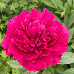 Peony