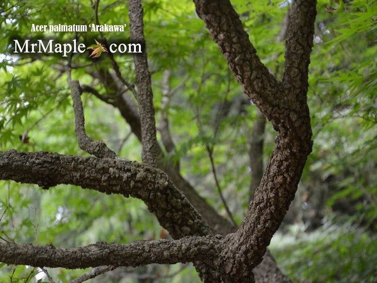 Buy Pinebark Japanese Maples - Mr Maple │ Buy Japanese Maple Trees
