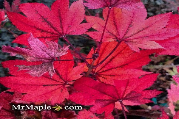 Buy Red Fall Color Japanese Maples - Mr Maple │ Buy Japanese Maple Trees