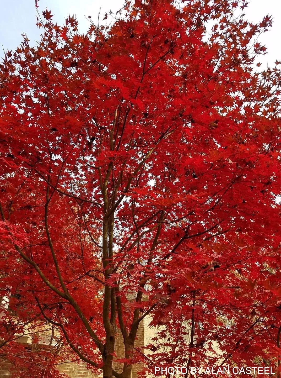 Buy Red Japanese Maples - Mr Maple │ Buy Japanese Maple Trees