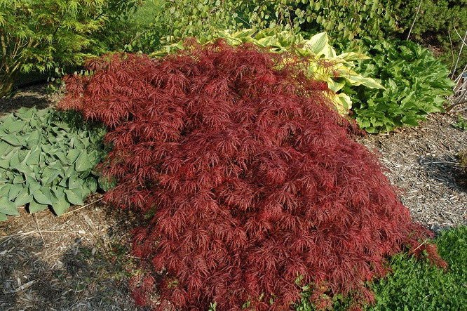 Buy Red Laceleaf Japanese Maples - Mr Maple │ Buy Japanese Maple Trees