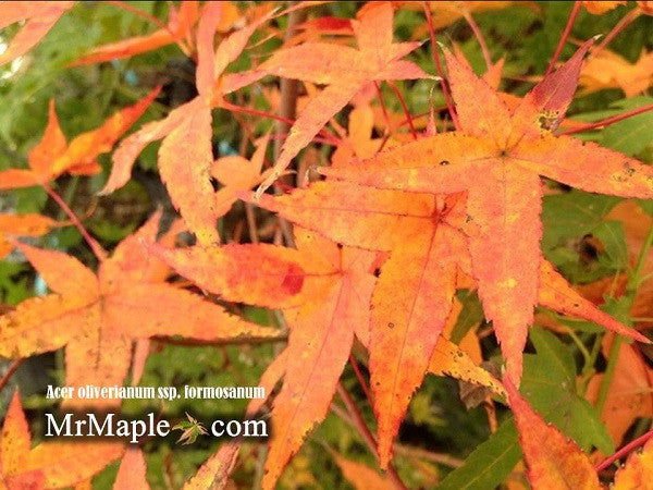 Buy Species Maples - Mr Maple │ Buy Japanese Maple Trees