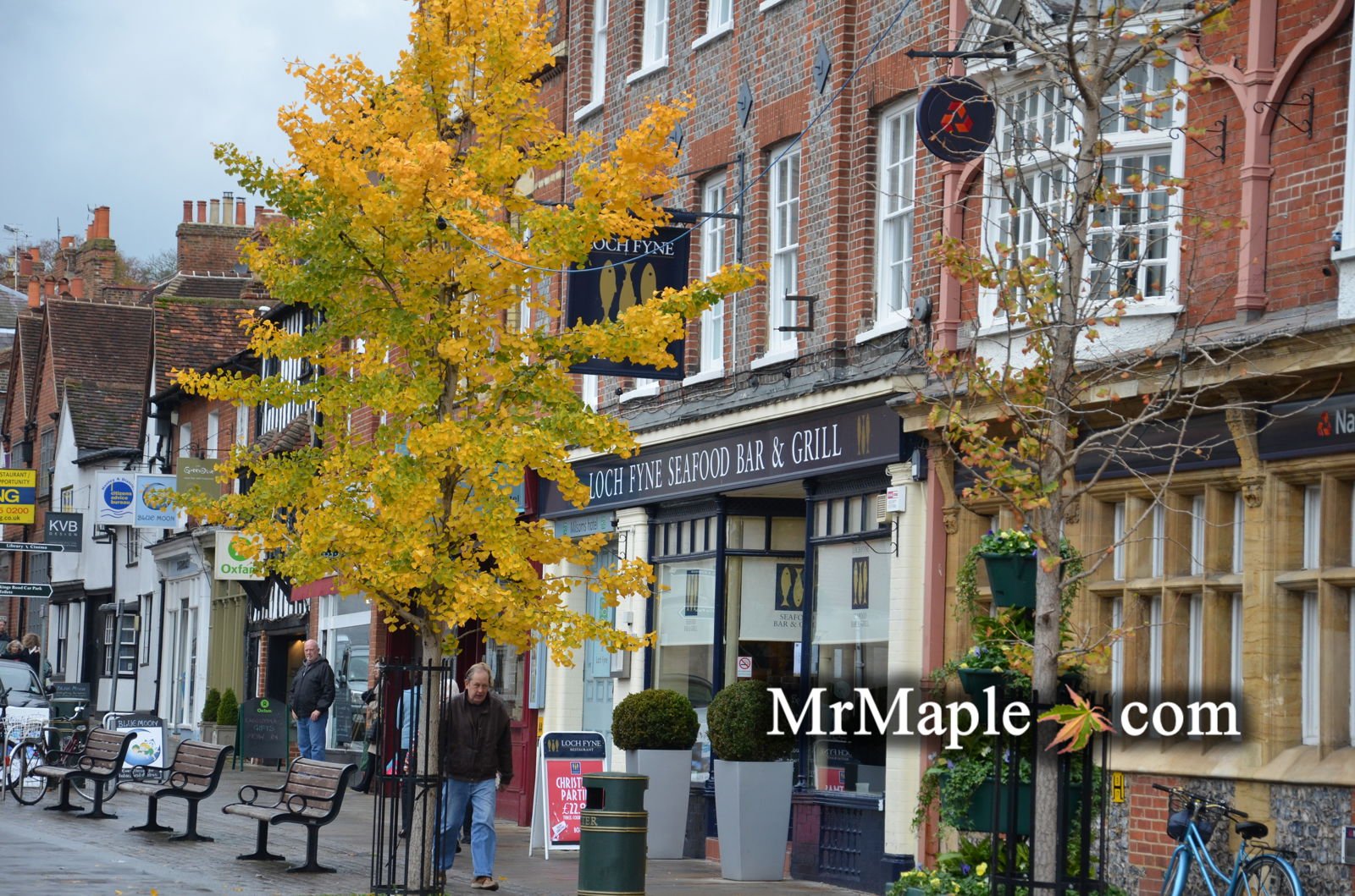 Buy Upright Male Ginkgo Trees - Mr Maple │ Buy Japanese Maple Trees