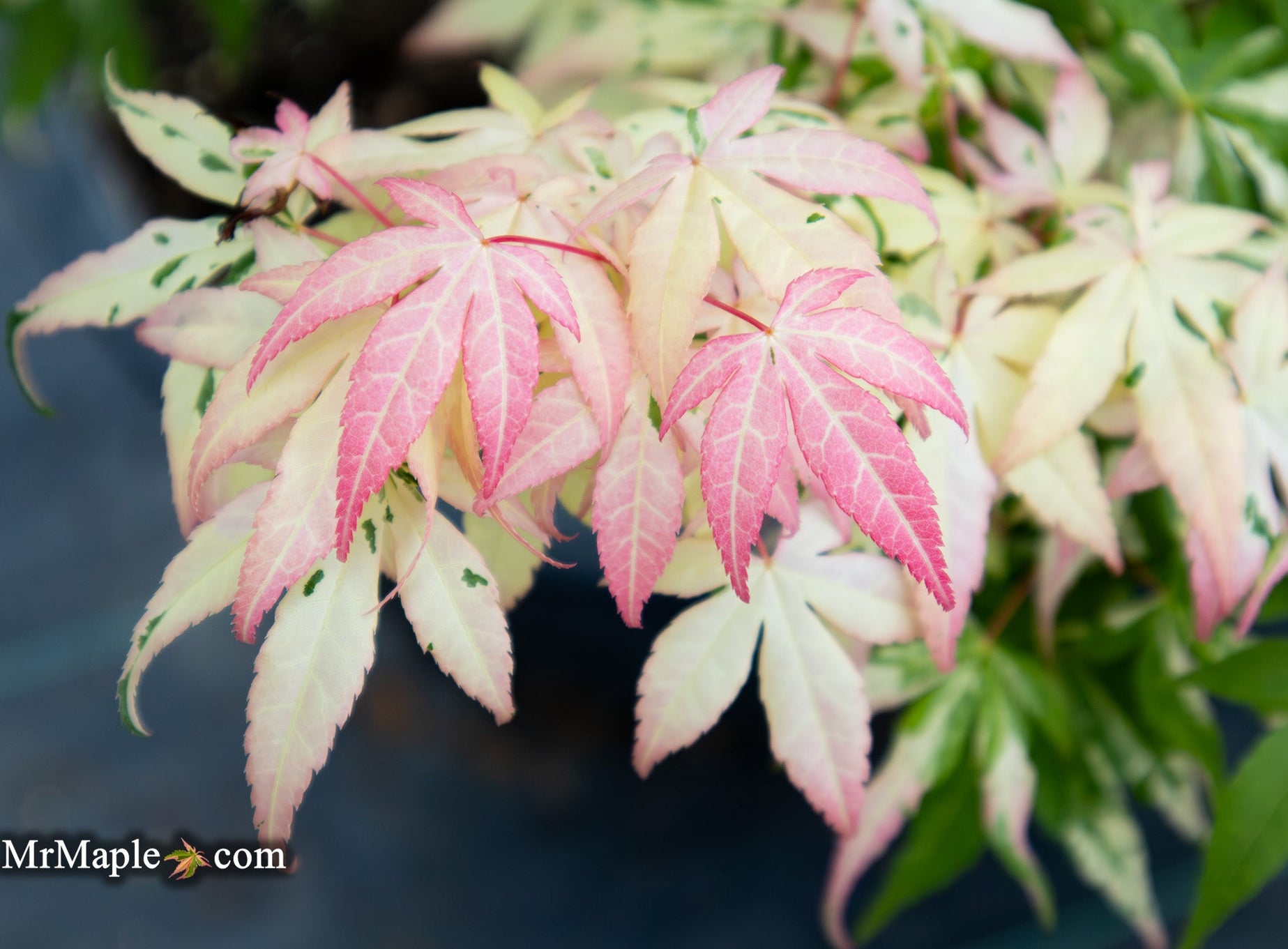 Easy Shop v2 — Mr Maple │ Buy Japanese Maple Trees