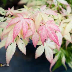 Variegated Maples