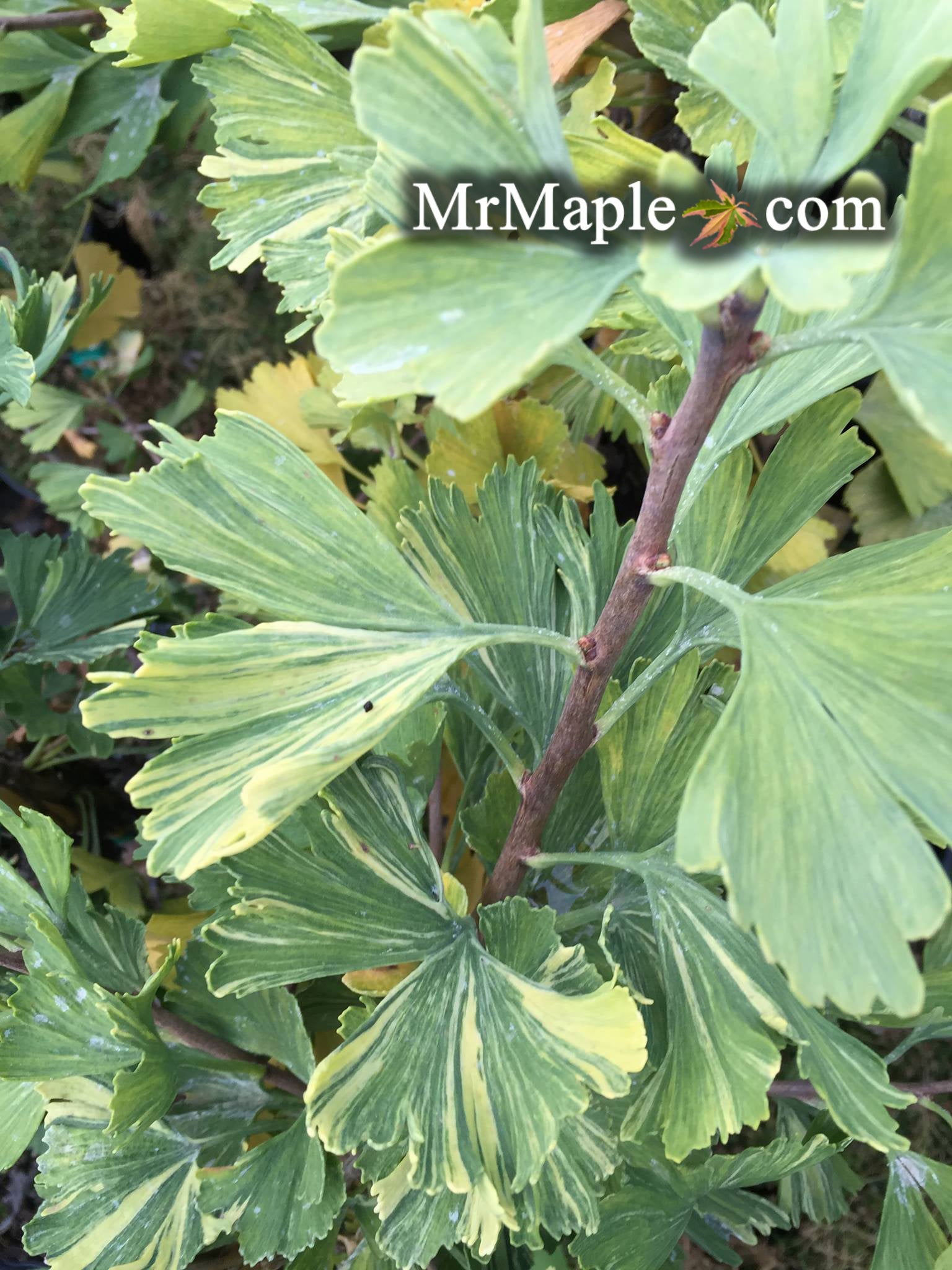 Buy Variegated Male Ginkgo Trees - Mr Maple │ Buy Japanese Maple Trees