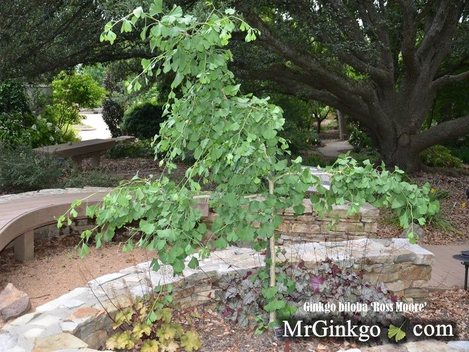 Buy Weeping Male Ginkgo Trees - Mr Maple │ Buy Japanese Maple Trees