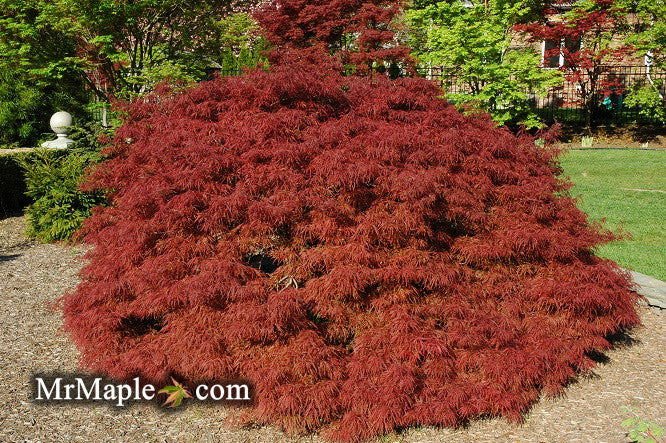 Buy Weeping Red Japanese Maple - Mr Maple │ Buy Japanese Maple Trees