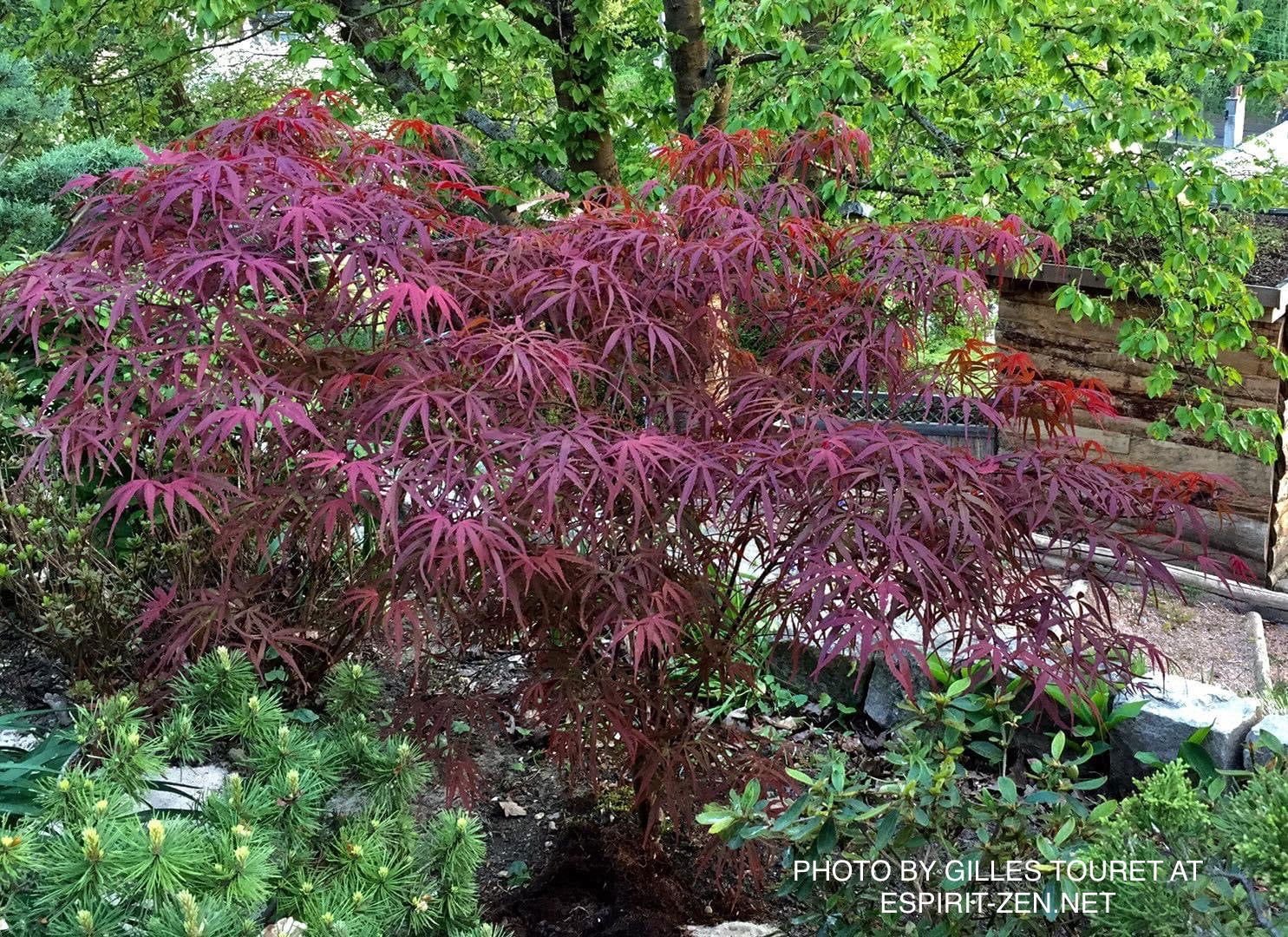 Buy Zone 6 Hardiness Japanese Maples - Mr Maple │ Buy Japanese Maple Trees