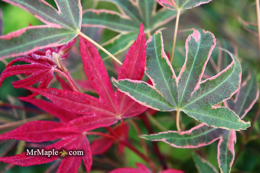 Buy Zone 8 Hardiness Japanese Maples - Mr Maple │ Buy Japanese Maple Trees