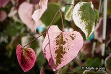 Buy Redbuds