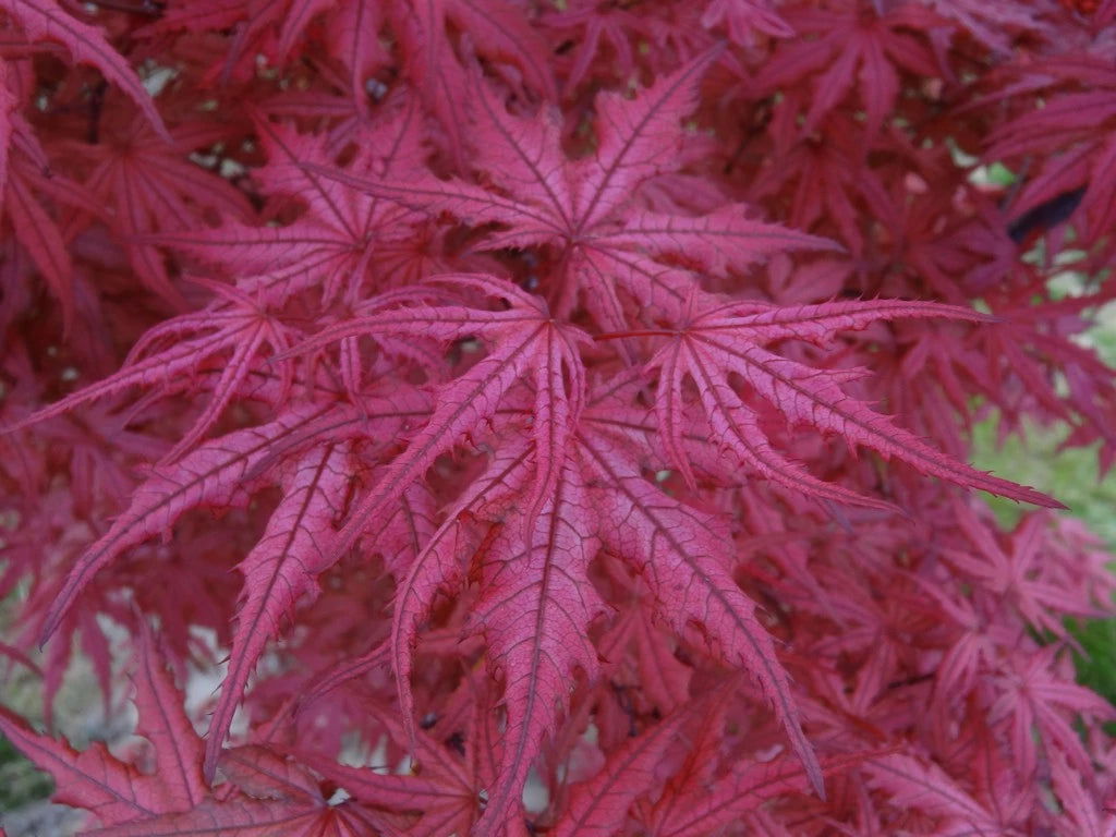 Complete List of Plants Available - Mr Maple │ Buy Japanese Maple Trees