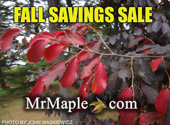 FALL SAVINGS SALE - Mr Maple │ Buy Japanese Maple Trees