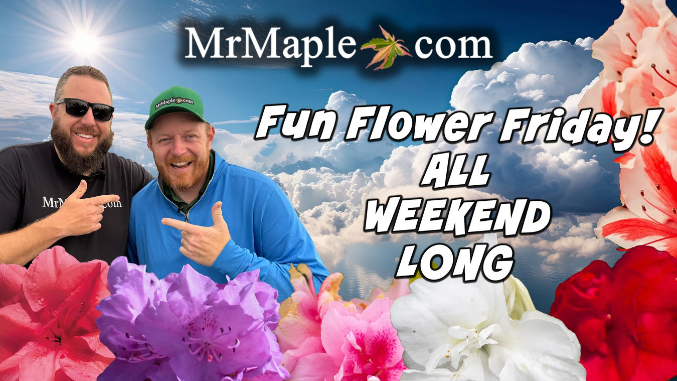 🌸 Fun Flower Fridays at MrMaple.com 🌸