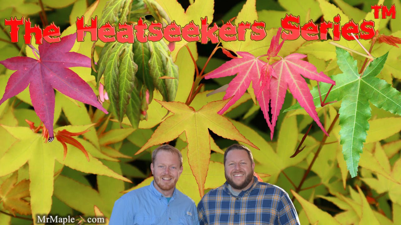 Heatseekers Series™ of Japanese Maples - Mr Maple │ Buy Japanese Maple Trees