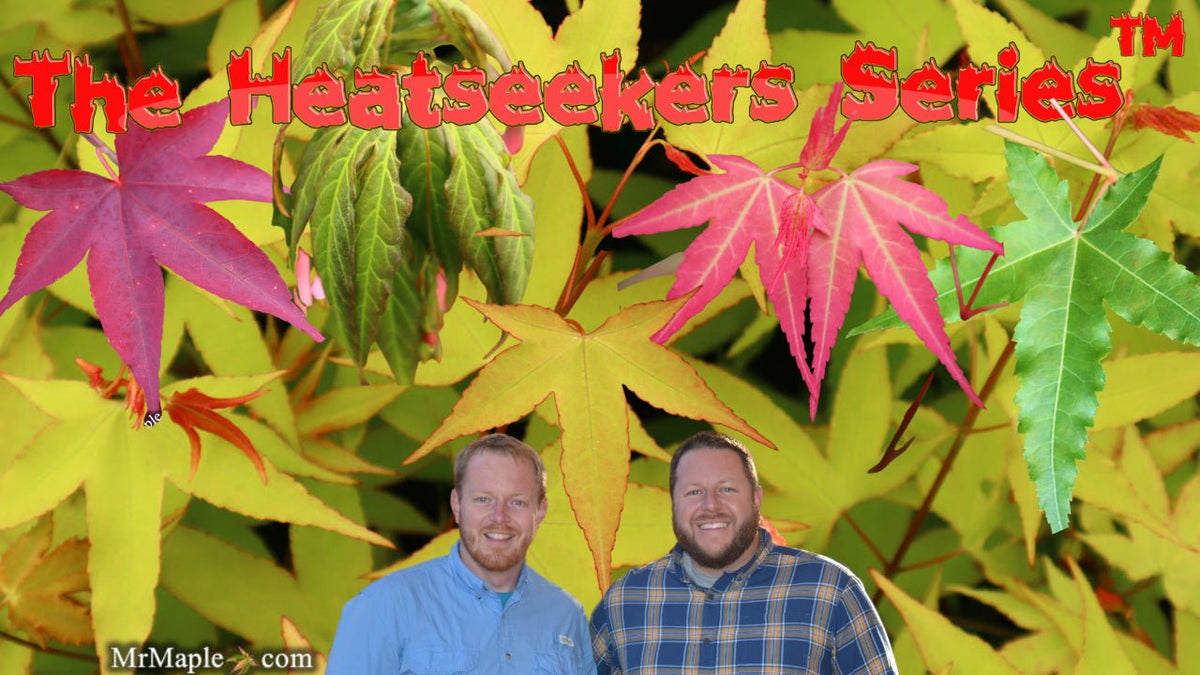 Heatseekers Series™ of Japanese Maples — Mr Maple │ Buy Japanese
