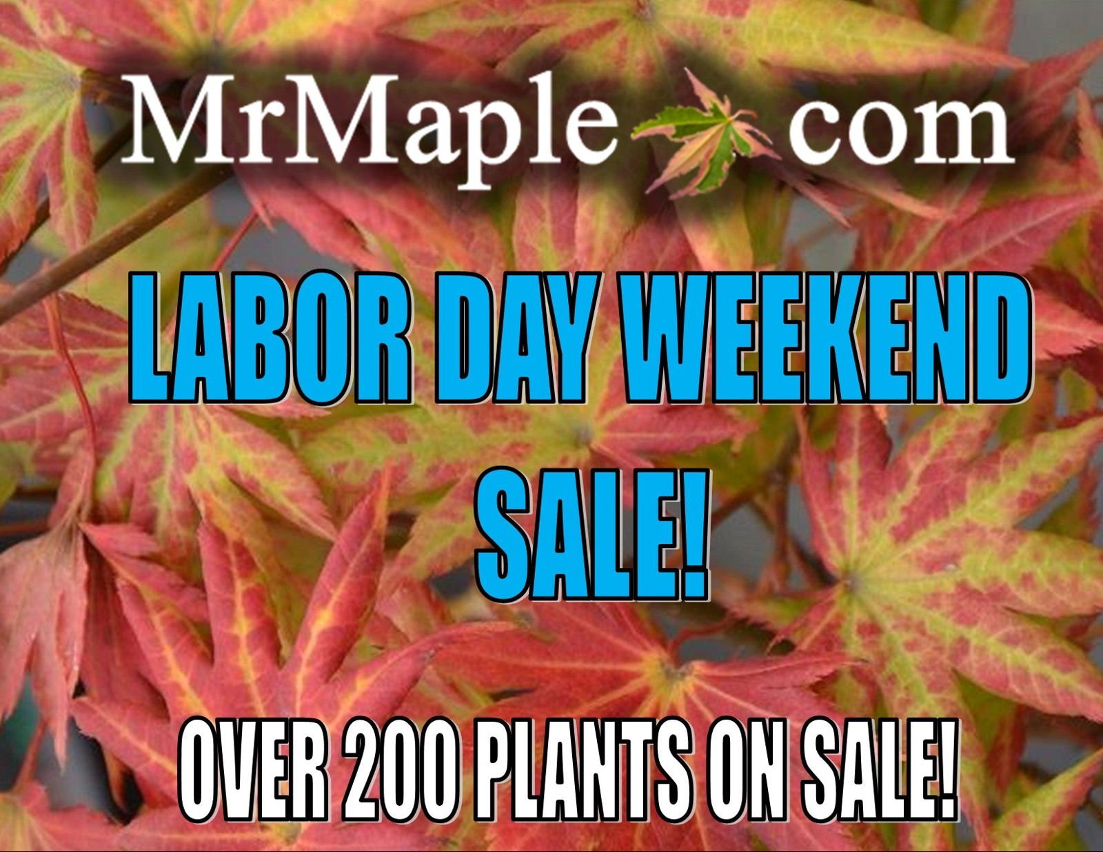 Labor Day Sale - Mr Maple │ Buy Japanese Maple Trees