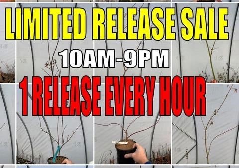 Link to Limited Availability Sale - Mr Maple │ Buy Japanese Maple Trees
