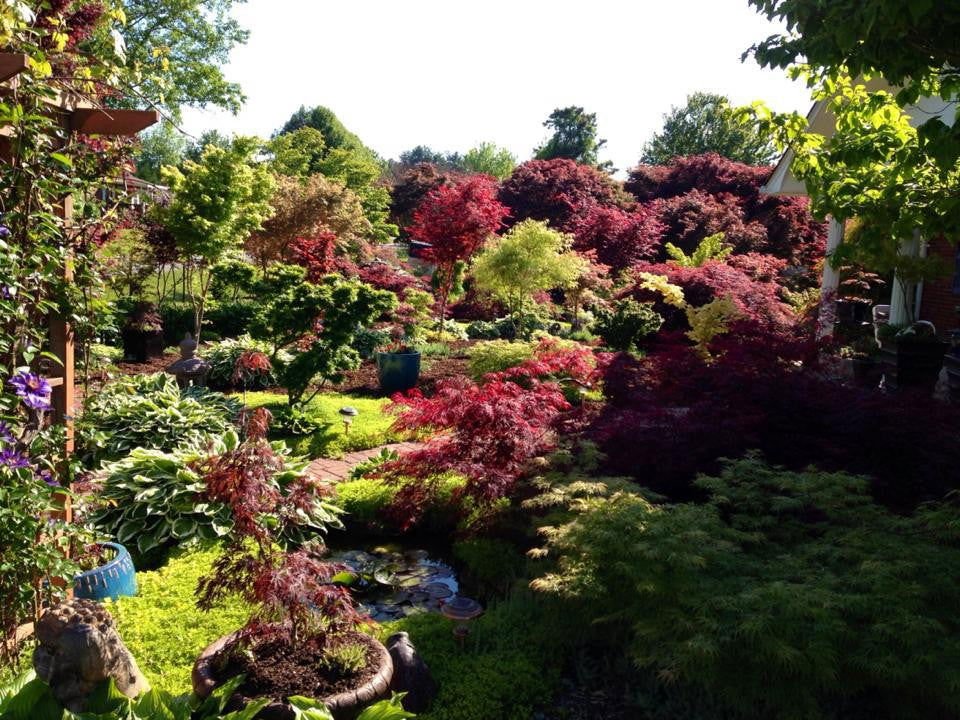 New On MrMaple - Mr Maple │ Buy Japanese Maple Trees