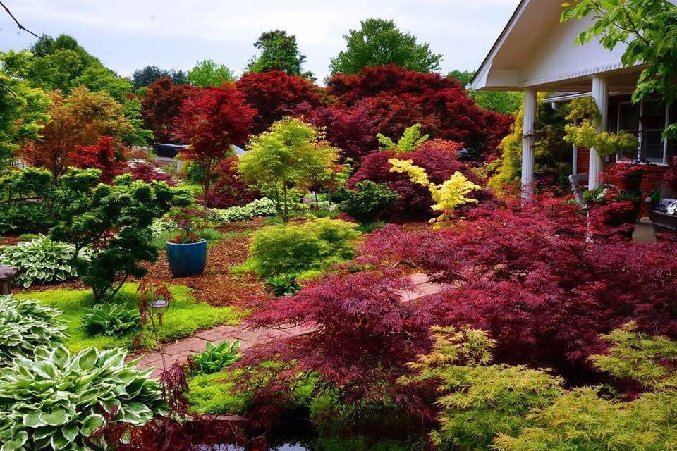 New on MrMaple - Mr Maple │ Buy Japanese Maple Trees