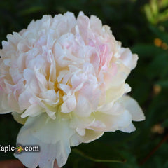Camellias