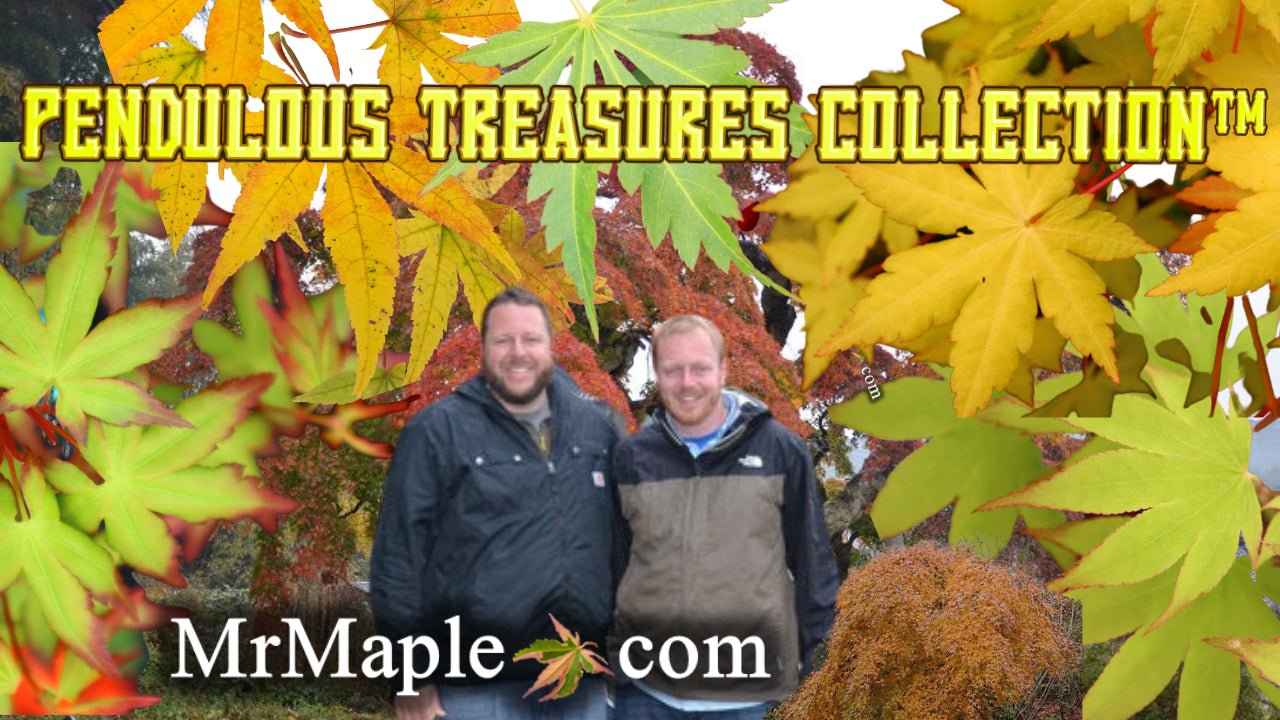 Pendulous Treasures Collection™ - Mr Maple │ Buy Japanese Maple Trees