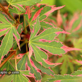 Japanese Maples